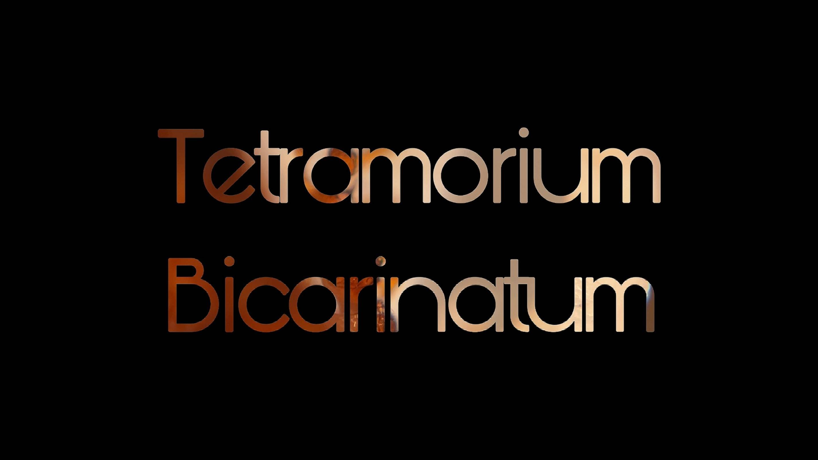 Tetramorium Bicarinatum