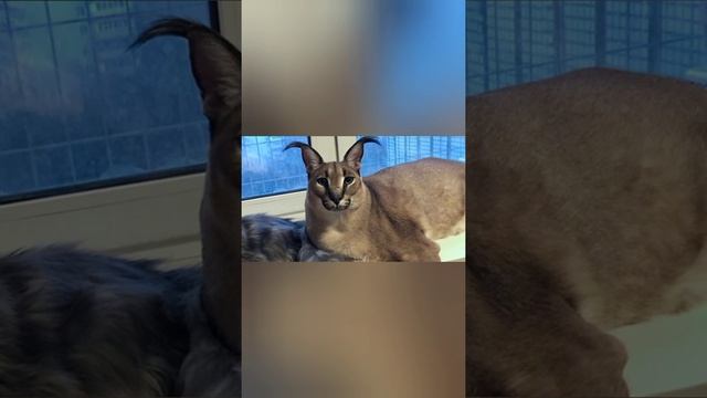 Хорошие пельмени это очень вкусно🍩(Песня Шлепы) смотреть онлайн