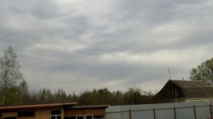 БОЙНЫЕ ГОЛУБИ ТУРЕЦКИЙ ТАКЛА (ВЫЗРОСЛЫЙ)