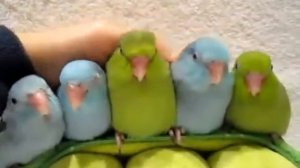 Милые попугаи