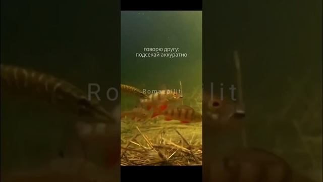 #Приколы #юмор #жиза #рыбалка #твойкент
