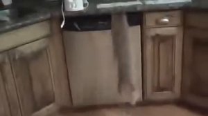 Кот и скотч