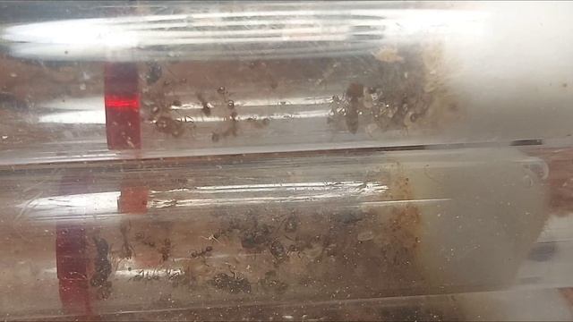 Pheidole Noda care and how I'm finding them