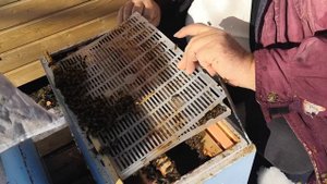 26.02.2022г. Псковская область. Зимовка запасных маток в изоляторах Хмара.