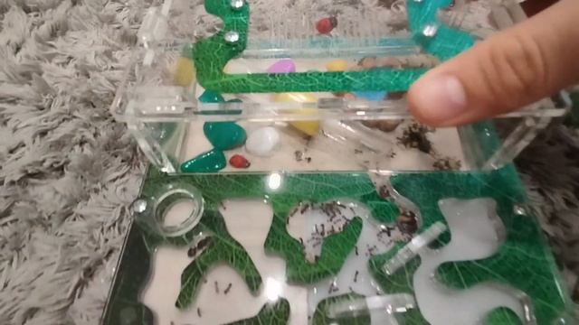 муравьиная ферма 1 серия-1 день муравьи жнецы Messor Structor
