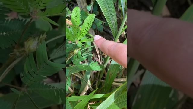 Touch Me Not Plants (Mimosa Pudica) In action!