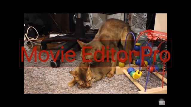 Dog Mating For The First Time Dog Mating Stuck Together dog fucking смотреть онлайн