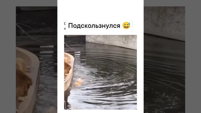 Подскользнулся 😂