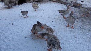 Гуси Горьковские