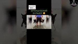 Обзор на породу собак Французский бульдог 🦮