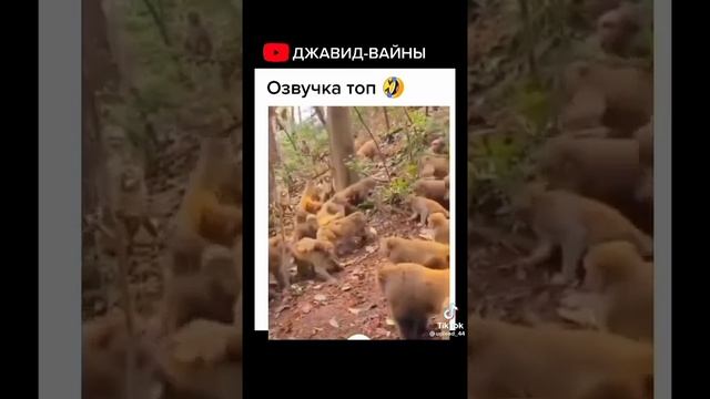 обезьянки топ с озвучкой джавида🤣🤣🤣