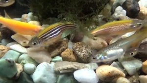 Данио-рерио #аква #рыбки #аквариум #lдляначинающих