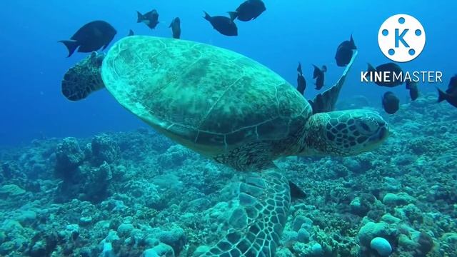 Дикие животные