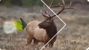 Милые животные и птицы