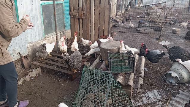 Как повысить оплодотворяемость у кур и отучить их от насиживания 😂