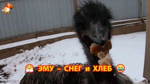 Эму с осторожностью выходят на снег.