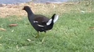 Камышница- интересная птица с зелёными лапами.