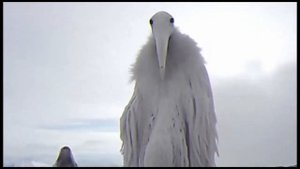 Птица из 2027 под рингтон сяоми