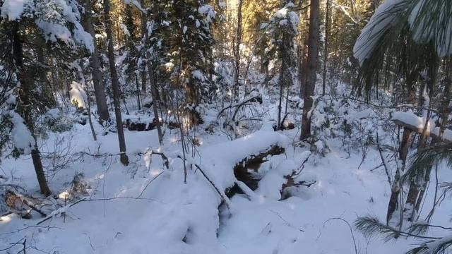 Таёжный Промысел*МЕДВЕДЬ ПРОШЁЛ ОТ ИЗБЫ 20 МЕТРОВ*