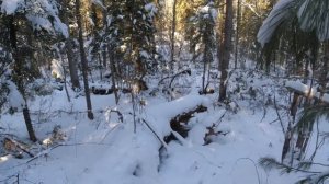 Таёжный Промысел*МЕДВЕДЬ ПРОШЁЛ ОТ ИЗБЫ 20 МЕТРОВ*