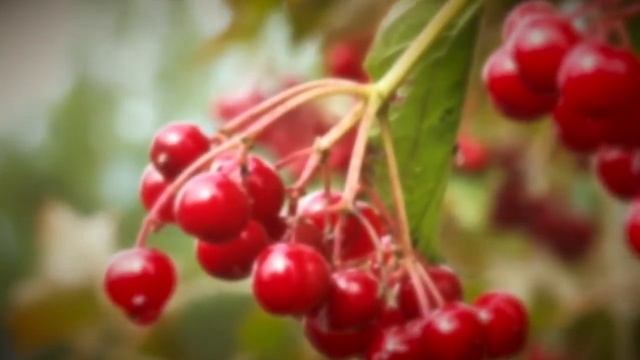 Галина Поёт Валерий Сёмин смотреть онлайн