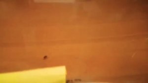 история моей колонии лазиус нигер .