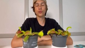 ЛУЧШИЕ РАСТЕНИЯ ОТ МУХ🪰 ЛЕТОМ