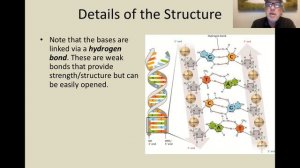 B4-2 The Structure of DNA