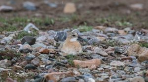 Монгольский зуек, голос - Моңгол мойногу