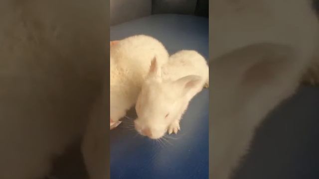 Крольчатам 14 дней