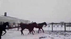 Битва жеребцов за двух кобыл....