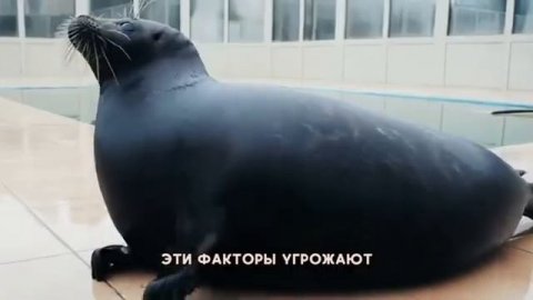 Сохранение биоразнообразия:балтийская нерпа #знаешьнаучи #нерпа #окружающиймир