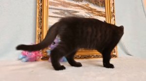 Черный британский короткошерстный котенок в продаже