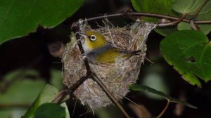 Silvereye - New Zealand Bird of the Week