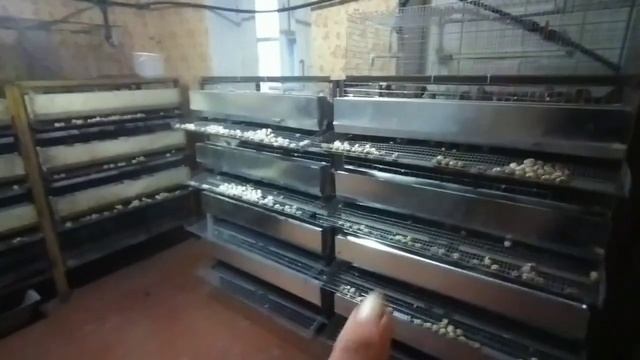 Развидение Перепелов .БОЛЬШОЙ НОВЫЙ ПЕРЕПЕЛЯТНИК - ПТИЧЬНИК( Заселяем перепелами).mp4