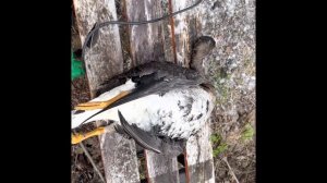 Как запаривать гусей. 24 апреля 2023 г.