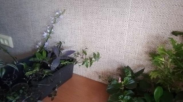 Все по 100 р. Излишки комнатных растений. Комнатные растения почтой