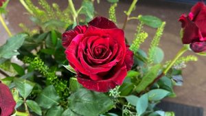 Red Panther Roses