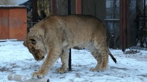 Предпочтения львенка Шерхана. Девочка и Лев. Часть 2