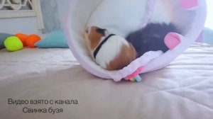 24 ЧАСА ТЕЛЕПОРТАЦИЯ ! Свинка Бузя и Кузя Челлендж!!!