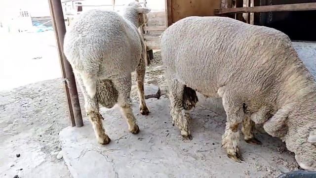 O'ZBEKISTONDA YANGI ZOT MERINOS QO'YLARI  SOTILADI