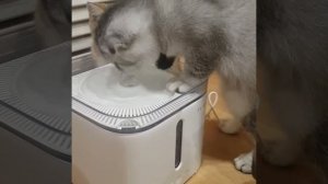Поилка для кошек. Осваиваем😁