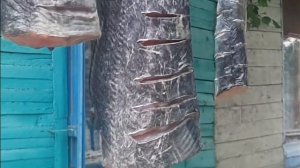 балык из сома