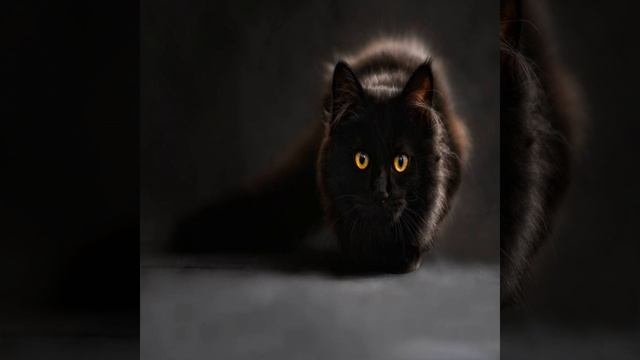 Почему кошки лижут руки хозяина смотреть онлайн