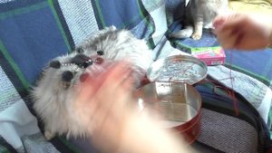 Новый питомец Сладуна и Кевы