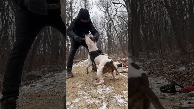 С амстаффом зимой не холодно и нескучно 😉#amstaff #dog #pitbull #собака