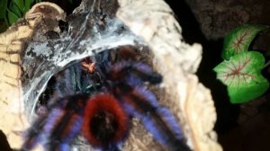 Caribena versicolor ( ex avicularia versicolor) mating succesful