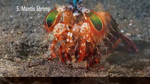 1 Theres an animal like this?! The most amazing animals Top 10