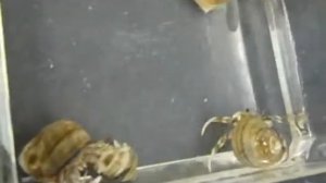 Marine Hermit Crabs Battle For Shells