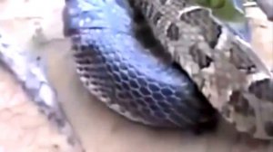 Anaconda vs King Cobra Fight Videos